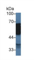 Western Blot; Sample: Porcine Stomach lysate; Primary Ab: 2µg/ml Rabbit Anti-Human TUBd Antibody Second Ab: 0.2µg/mL HRP-Linked Caprine Anti-Rabbit IgG Polyclonal Antibody