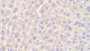 DAB staining on IHC-P; Samples: Mouse Liver Tissue;  Primary Ab: 20μg/ml Rabbit Anti-Mouse SGPL1 Antibody Second Ab: 2µg/mL HRP-Linked Caprine Anti-Rabbit IgG Polyclonal Antibody 