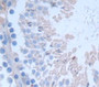 Selenoprotein W1 (Sepw1) Polyclonal Antibody, Cat#CAU22735