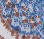 Regenerating Islet Derived Protein 3 Gamma (Reg3G) Polyclonal Antibody, Cat#CAU22744