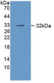 Western Blot; Sample: Recombinant HMBS, Human.