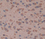Fascin 2 (Fscn2) Polyclonal Antibody, Cat#CAU22751