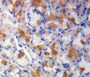 Used in DAB staining on fromalin fixed paraffin-embedded stomach tissue