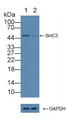 Knockout Varification: ; Lane 1: Wild-type HepG2 cell lysate; ; Lane 2: SHC3 knockout HepG2 cell lysate; ; Predicted MW: 64,51kd ; Observed MW: 51kd; Primary Ab: 3µg/ml Rabbit Anti-Human SHC3 Antibody; Second Ab: 0.2µg/mL HRP-Linked Caprine Anti-Rabbit IgG Polyclonal Antibody;