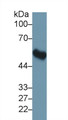 Western Blot; Sample: Mouse Fetal rat lysate; Primary Ab: 1µg/ml Rabbit Anti-Mouse FKBP5 Antibody Second Ab: 0.2µg/mL HRP-Linked Caprine Anti-Rabbit IgG Polyclonal Antibody