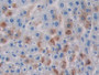 DAB staining on IHC-P; Samples: Mouse Liver Tissue)