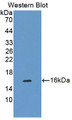 Western Blot; Sample: Recombinant protein.