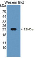 Western Blot; Sample: Recombinant protein.