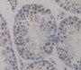 Used in DAB staining on fromalin fixed paraffin- embedded testis tissue