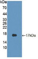 Western Blot; Sample: Recombinant CDKN2B, Mouse.