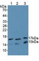 Western Blot; Sample: Lane1: Human K562 Cells; Lane2: Mouse Testis Tissue; Lane3: Rat Testis Tissue.