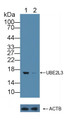 Knockout Varification: ; Lane 1: Wild-type K562 cell lysate; ; Lane 2: UBE2L3 knockout K562 cell lysate; ; Predicted MW: 14,17,24kd ; Observed MW: 17kd; Primary Ab: 1µg/ml Rabbit Anti-Human UBE2L3 Antibody; Second Ab: 0.2µg/mL HRP-Linked Caprine Anti-Rabbit IgG Polyclonal Antibody;