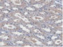 DAB staining on IHC-P; Samples: Human Kidney Tissue.