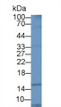 Western Blot; Sample: Human Urine; Primary Ab: 1µg/ml Rabbit Anti-Human UBA52 Antibody Second Ab: 0.2µg/mL HRP-Linked Caprine Anti-Rabbit IgG Polyclonal Antibody