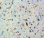 Used in DAB staining on fromalin fixed paraffin-embedded Brain tissue