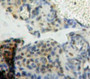 Used in DAB staining on fromalin fixed paraffin-embedded Ovary tissue