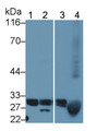 Western Blot; Sample: Lane1: Mouse Thymus lysate; Lane2: K562 cell lysate; Lane3: 3T3-L1 cell lysate; Lane4: Rat Blood Cells lysate; Primary Ab: 1μg/ml Rabbit Anti-Mouse Bcl2L Antibody; Second Ab: 0.2µg/mL HRP-Linked Caprine Anti-Rabbit IgG Polyclonal Antibody;