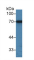 Western Blot; Sample: Human HepG2 cell lysate; Primary Ab: 3µg/ml Rabbit Anti-Bovine a1BG Antibody Second Ab: 0.2µg/mL HRP-Linked Caprine Anti-Rabbit IgG Polyclonal Antibody