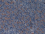 DAB staining on IHC-P; Samples: Mouse Pancreas Tissue;  Primary Ab: 10µg/ml Rabbit Anti-Mouse GP2 An