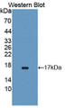 Western Blot; Sample: Recombinant protein.