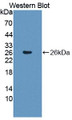 Western Blot; Sample: Recombinant protein.