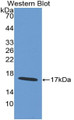 Western Blot; Sample: Recombinant protein.