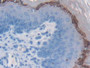 DAB staining on IHC-P; Samples: Mouse Esophagus Tissue)