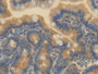 DAB staining on IHC-P; Samples: Mouse Small intestine Tissue; Primary Ab: 20µg/ml Rabbit Anti-Mouse ESAM Antibody Second Ab: 2µg/mL HRP-Linked Caprine Anti-Rabbit IgG Polyclonal Antibody