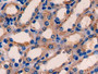 DAB staining on IHC-P; Samples: Mouse Kidney Tissue; Primary Ab: 10µg/ml Rabbit Anti-Mouse ETFa Antibody Second Ab: 2µg/mL HRP-Linked Caprine Anti-Rabbit IgG Polyclonal Antibody