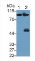 Western Blot; Sample: Recombinant protein.