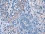 DAB staining on IHC-P; Samples: Mouse Ovary Tissue; Primary Ab: 10µg/ml Rabbit Anti-Mouse IQGAP1 Antibody Second Ab: 2µg/mL HRP-Linked Caprine Anti-Rabbit IgG Polyclonal Antibody