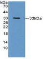 Western Blot; Sample: Recombinant PTK6, Human.