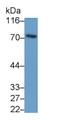 Western Blot; Sample: Recombinant protein.