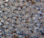 Used in DAB staining on fromalin fixed paraffin-embedded kidney tissue