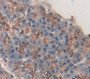 Chymotrypsinogen B2 (Ctrb2) Polyclonal Antibody, Cat#CAU22885
