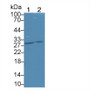 Western Blot; Sample: Lane1: Mouse Pancreas lysate; Lane2: Rat Pancreas lysate; Primary Ab: 2µg/ml Rabbit Anti-Human ELA3B Antibody; Second Ab: 0.2µg/mL HRP-Linked Caprine Anti-Rabbit IgG Polyclonal Antibody;