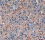Elastase 3B (Ela3B) Polyclonal Antibody, Cat#CAU22889