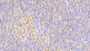 DAB staining on IHC-P; Samples: Human Pancreas Tissue;  Primary Ab: 20μg/ml Rabbit Anti-Human ELA3A Antibody Second Ab: 2µg/mL HRP-Linked Caprine Anti-Rabbit IgG Polyclonal Antibody 