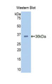 Western Blot; Sample: Recombinant protein.