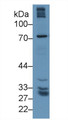 Western Blot; Sample: Human Lung lysate; Primary Ab: 1µg/ml Rabbit Anti-Human gGT5 Antibody Second Ab: 0.2µg/mL HRP-Linked Caprine Anti-Rabbit IgG Polyclonal Antibody