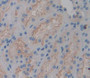 Gamma-Glutamyltransferase 5 (Ggt5) Polyclonal Antibody, Cat#CAU22910