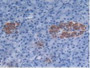 DAB staining on IHC-P; Samples: Human Pancreas Tissue