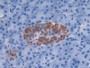 DAB staining on IHC-P; Samples: Human Pancreas Tissue; Primary Ab: 30µg/ml Rabbit Anti-Human DEFa3 Antibody Second Ab: 2µg/mL HRP-Linked Caprine Anti-Rabbit IgG Polyclonal Antibody