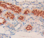 Ephrin Type A Receptor 10 (Epha10) Polyclonal Antibody, Cat#CAU22921