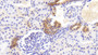 DAB staining on IHC-P; Samples: Human Kidney Tissue;  Primary Ab: 20μg/ml Rabbit Anti-Human EFNB2 Antibody Second Ab: 2µg/mL HRP-Linked Caprine Anti-Rabbit IgG Polyclonal Antibody 