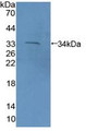 Western Blot; Sample: Recombinant PCDH15, Mouse.