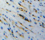 Used in DAB staining on fromalin fixed paraffin-embedded stomach tissue