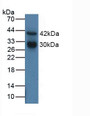 Western Blot; Sample: Human MCF7 Cells.