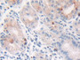 DAB staining on IHC-P; Samples: Human Stomach Tissue; Primary Ab: 30µg/ml Rabbit Anti-Human CTSG Antibody Second Ab: 2µg/mL HRP-Linked Caprine Anti-Rabbit IgG Polyclonal Antibody