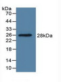 Western Blot; Sample: Recombinant DDAH1, Human.